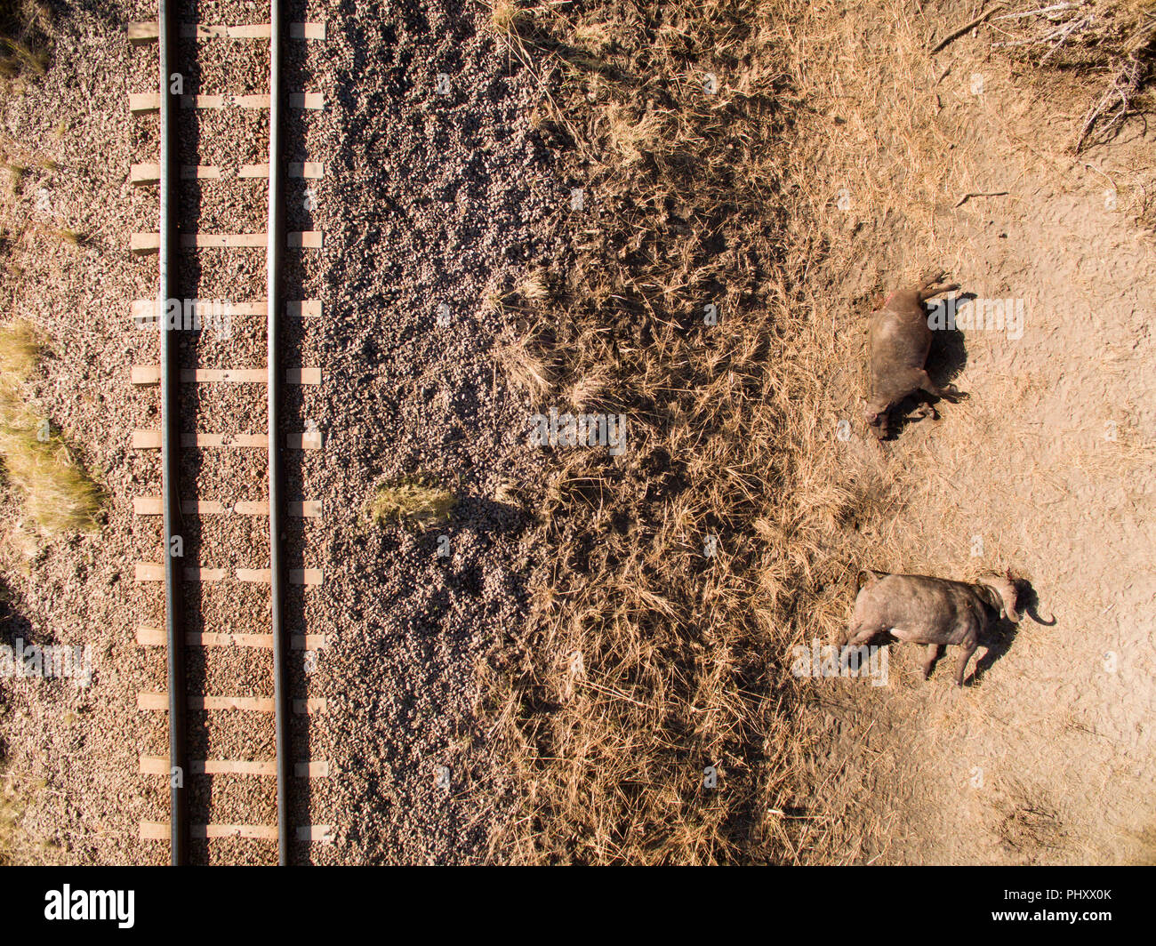 Animals killed by train hi-res stock photography and images - Alamy