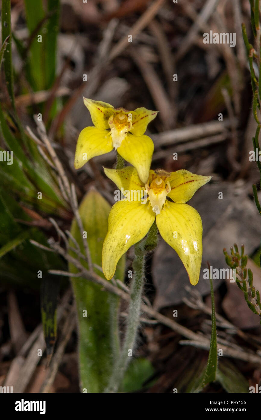Caladenia flava ssp, Cowslip Orchid Stock Photo