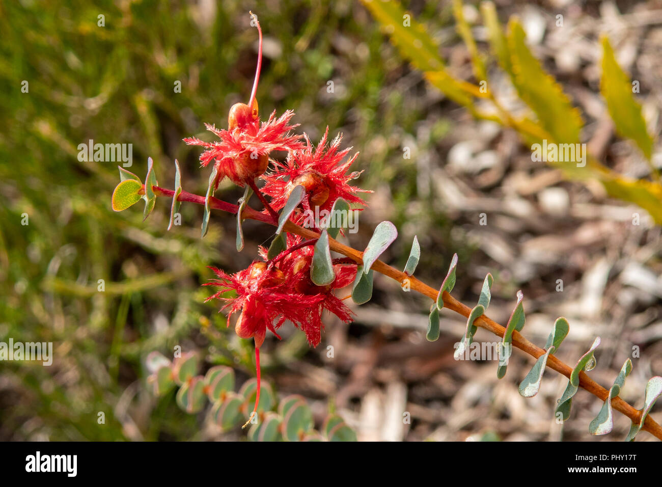 Verticordia grandis, Scarlet Featherflower Stock Photo