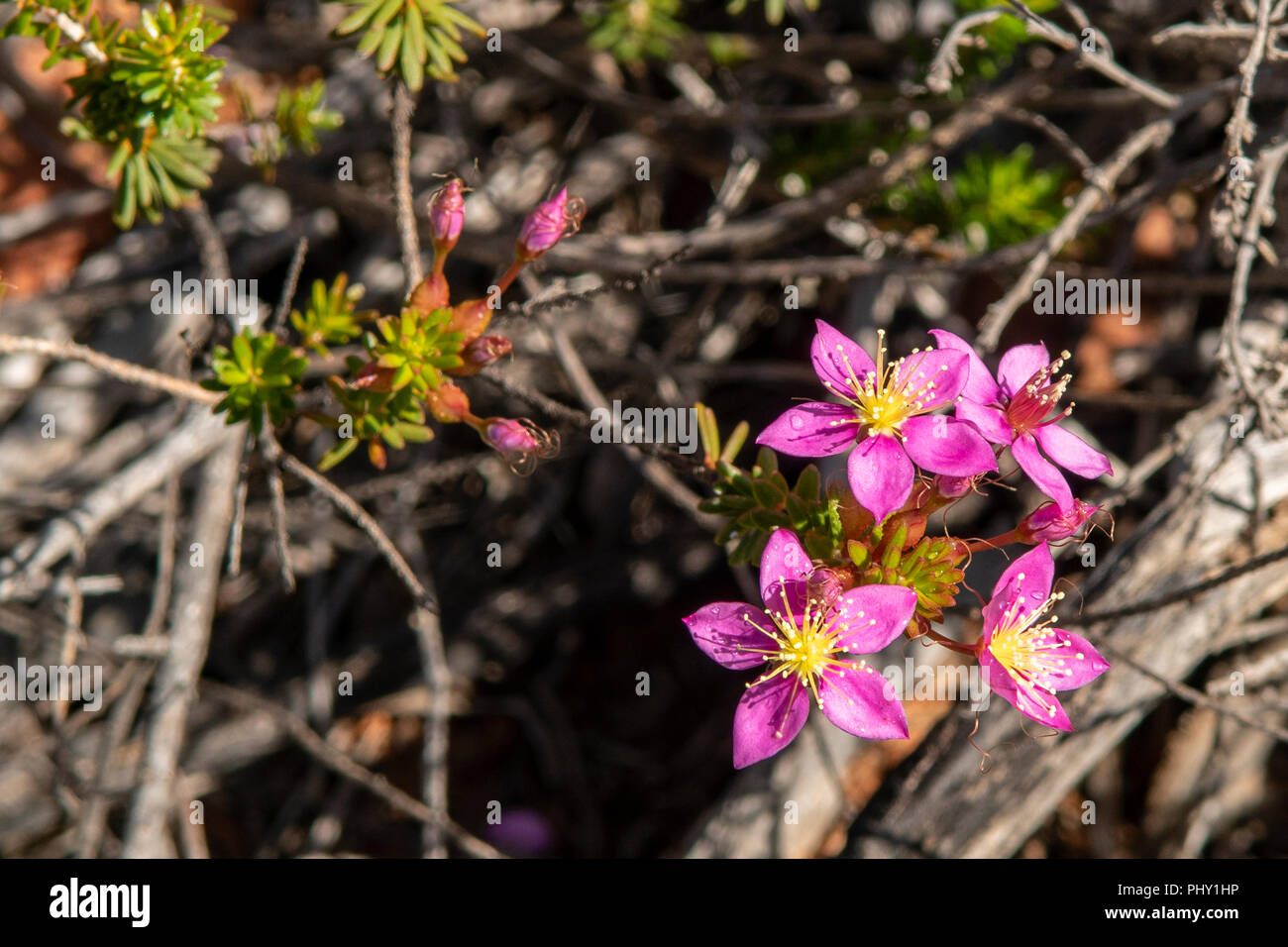 Calytrix brevifolia, Short-leaved Starflower Stock Photo
