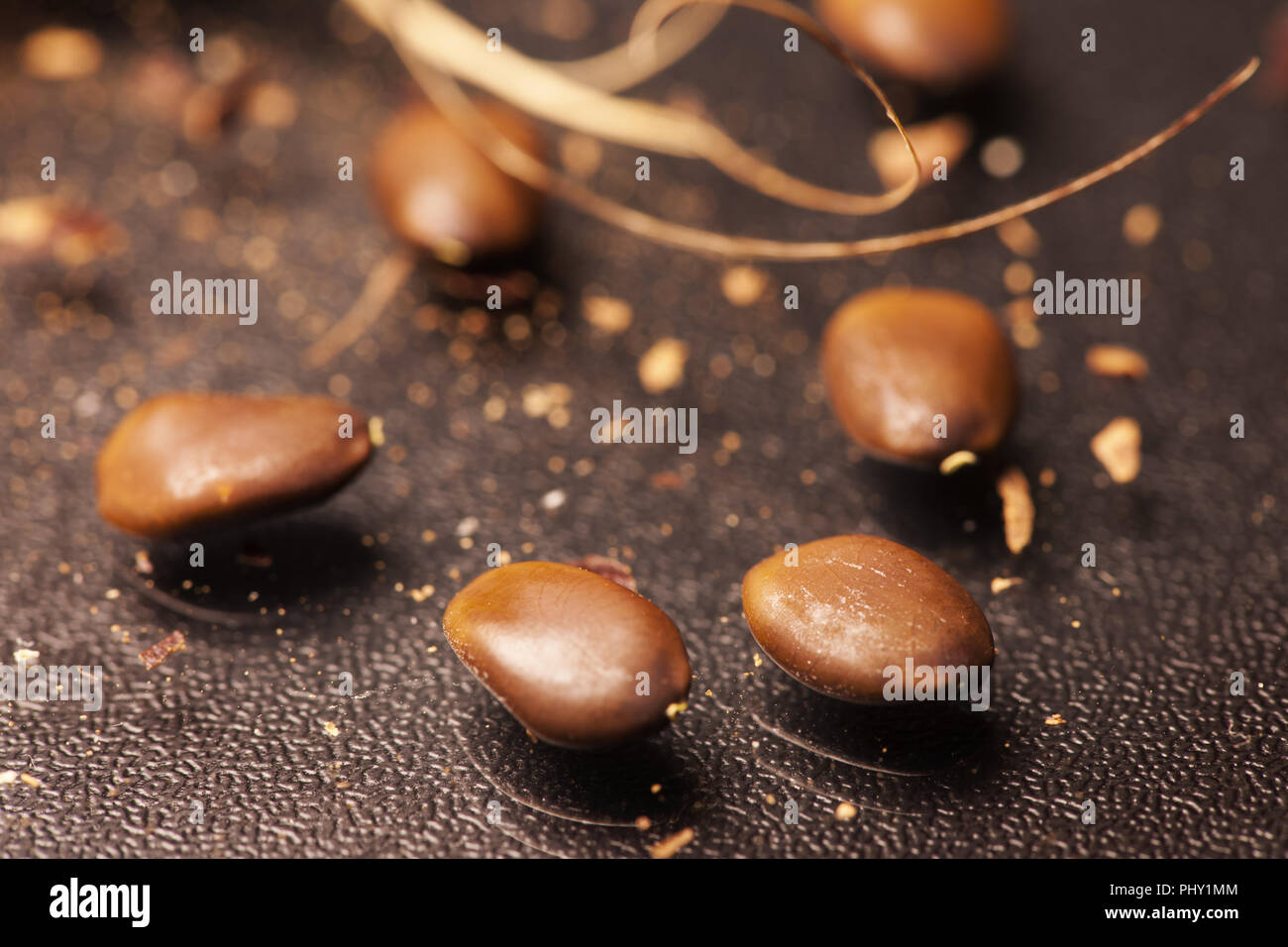 Close up of raw seeds Gleditsia triacanthos Stock Photo
