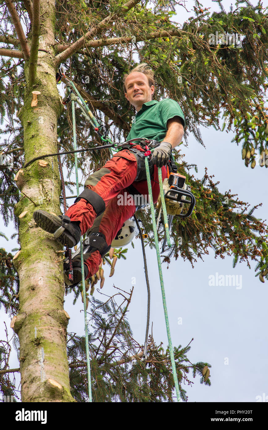 Dutch caucasian arborist hangs at climbing rope in tree Stock Photo