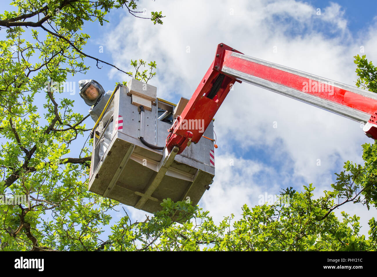 Man fights oak procession caterpillars in aerial platform Stock Photo