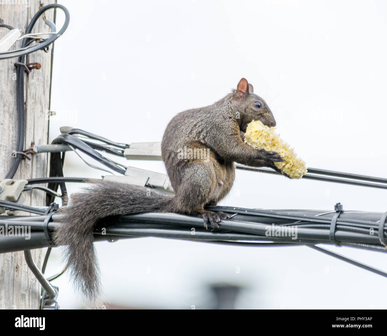 Corn on the Cob for an Agile Squirrel Up In The Air Stock Photo Alamy