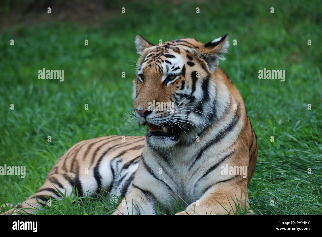 The bengal tiger hide in tall grass. Тигр. Уссурийский тигр маскировка. The bengal tiger hide in tall grass. Тигр расчленяющая окраска.