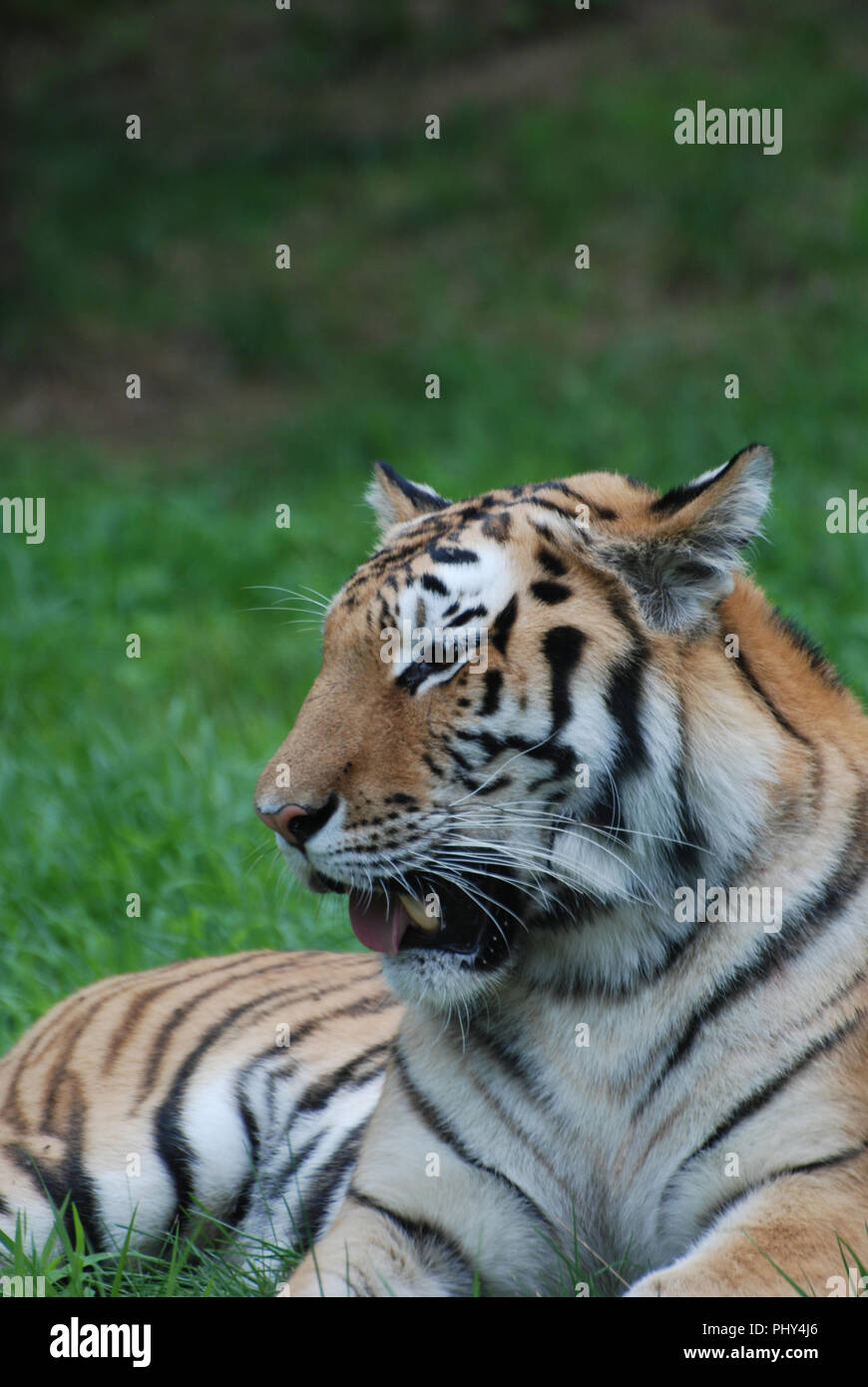 Tiger Canine Teeth High Resolution Stock Photography and Images - Alamy