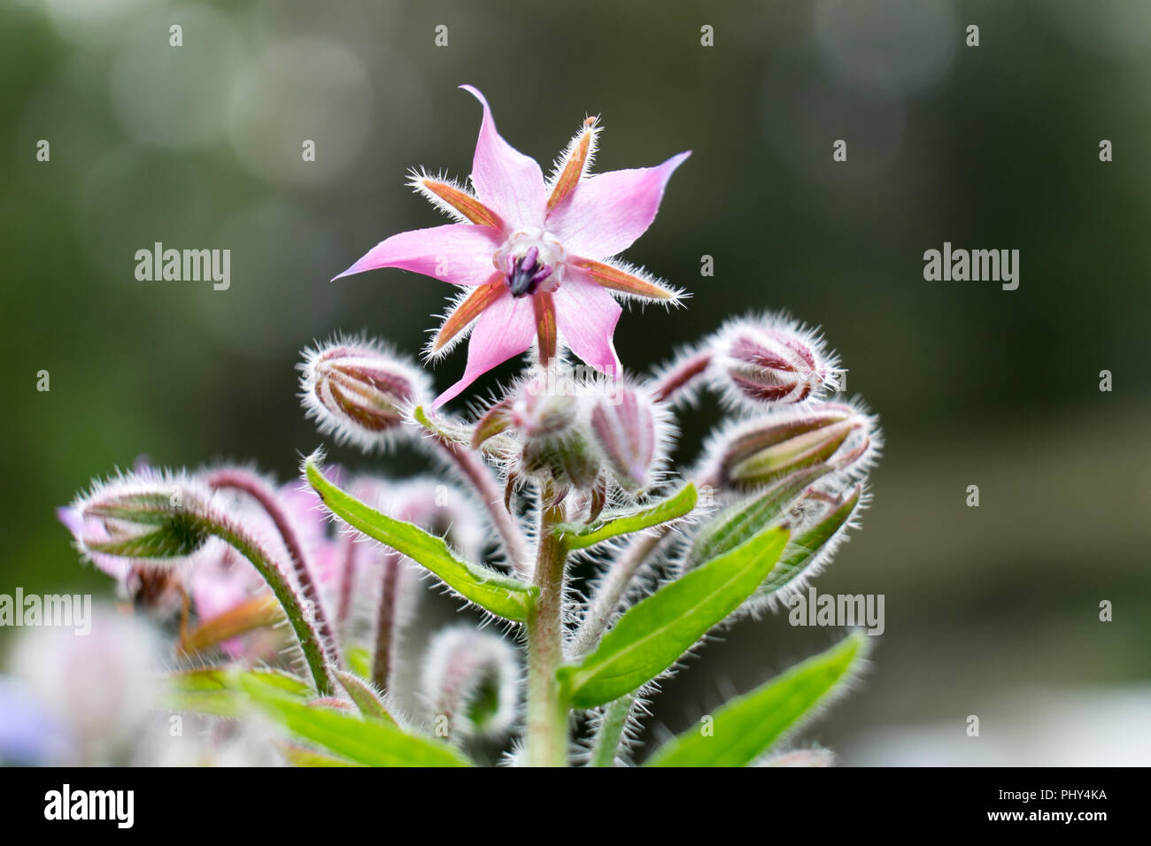 Pink edible borage star flower - macro close up detailing hairs, petals, leaves with shallow depth of field Stock Photo