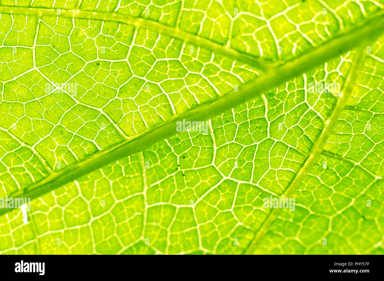 Macro texture of green leaf Stock Photo - Alamy