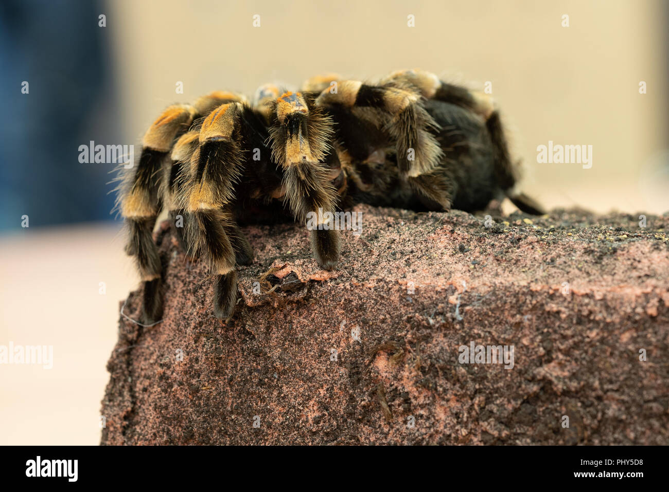 Close up of a Mexican redknee tarantula (Brachypelma smithi) on a stone Stock Photo