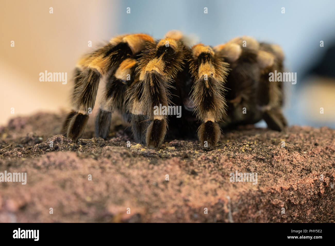 Close up of a Mexican redknee tarantula (Brachypelma smithi) on a stone Stock Photo