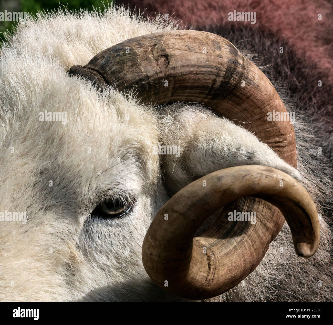 Herdwick rams at Moorcock Show, waiting to be judged. Stock Photo