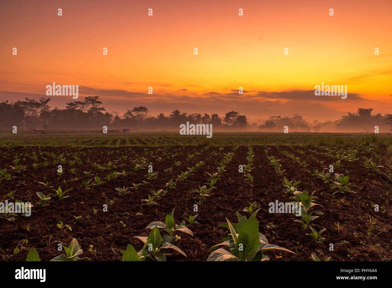Tobacco plantation in the misty morning. Sunrise over tobacco farm with orange sky, Magelang, Indonesia Stock Photo