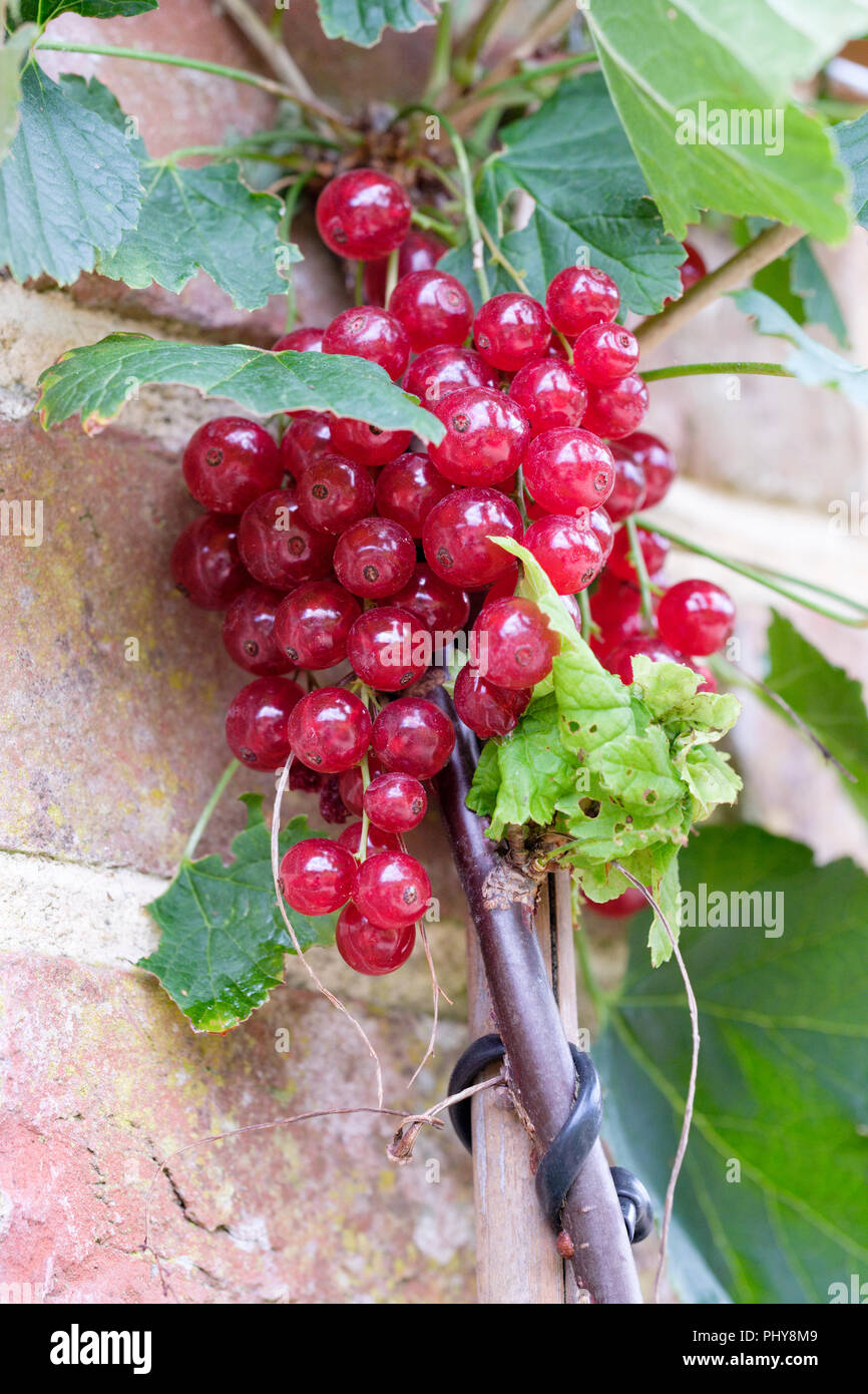 Closeup of ripe red berries of Ribes rubrum Redstart, redcurrant Redstart Stock Photo