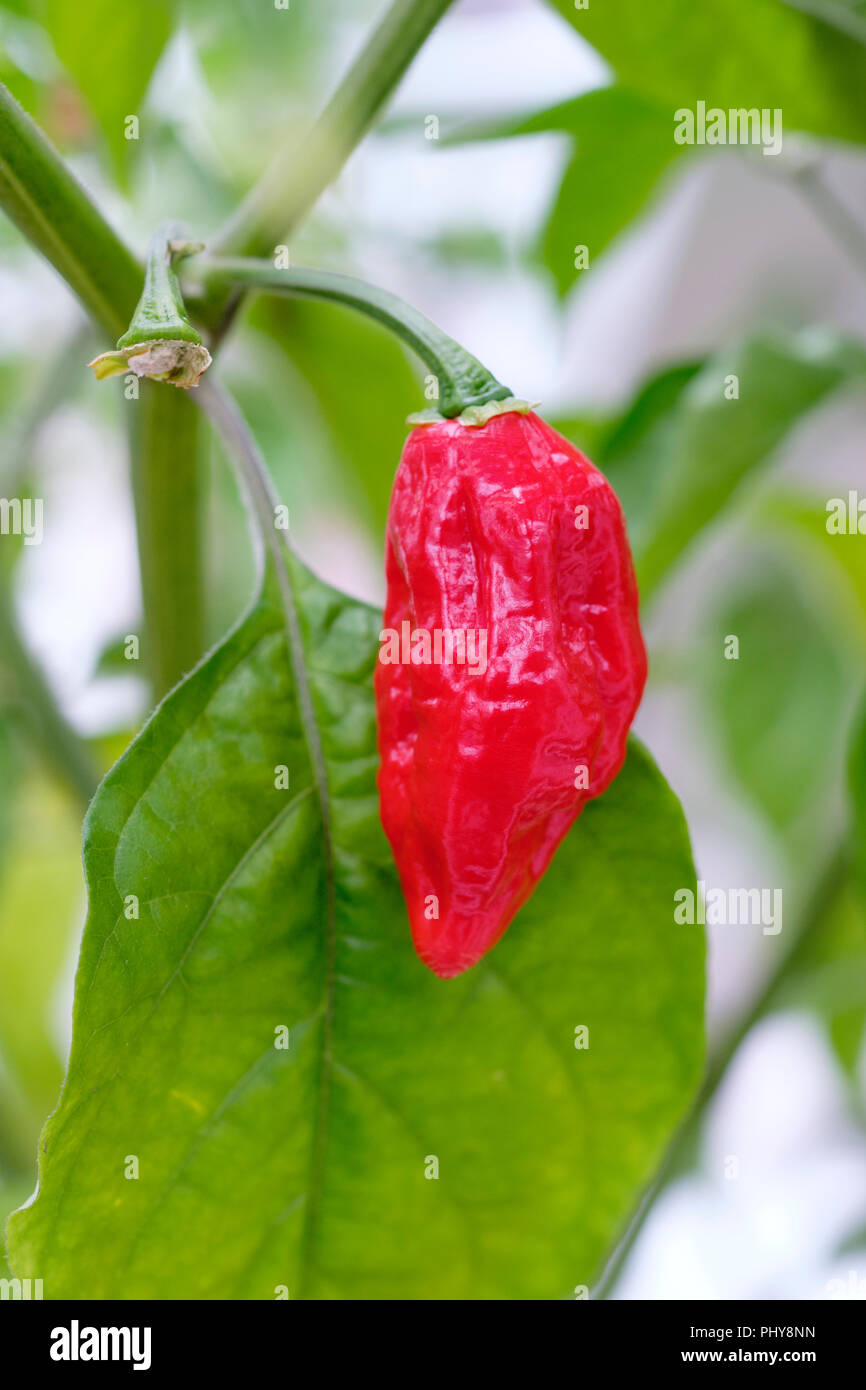 Close-up of fruit of Capsicum chinense 'Dorset Naga' bell pepper chili pepper growing in a greenhouse Stock Photo
