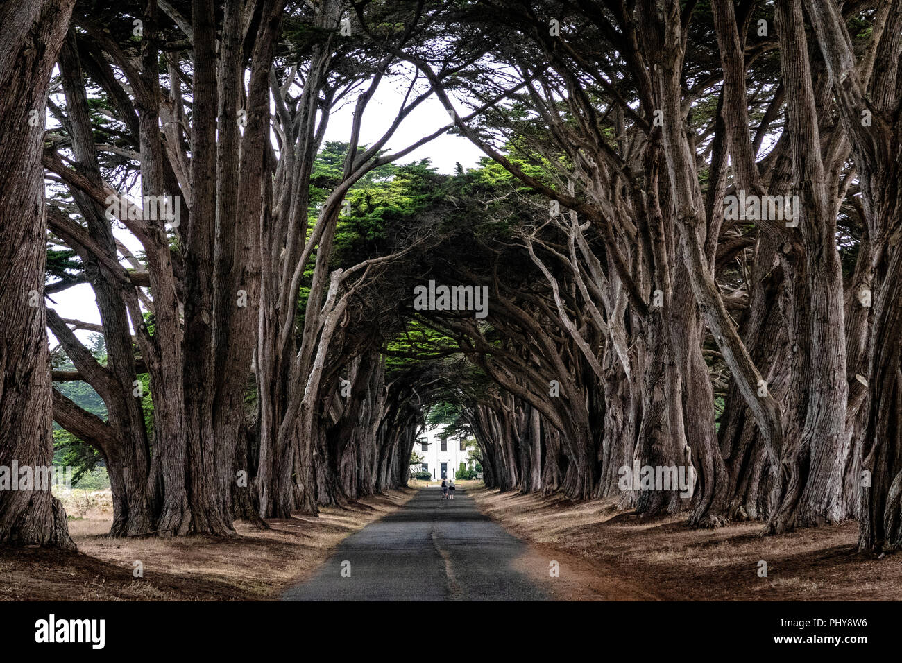 A cypress tree tunnel lines the drive to the historic RCA radio station at  the Point Reyes National Seashore Stock Photo - Alamy
