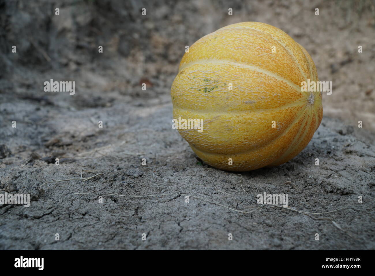 Yellow melon on dry cracked soil Stock Photo