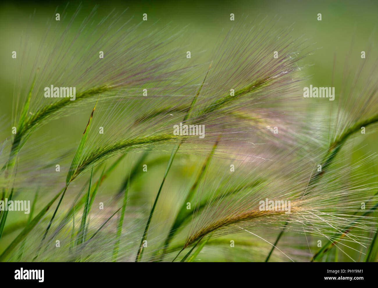 Purple grass hi-res stock photography and images - Alamy