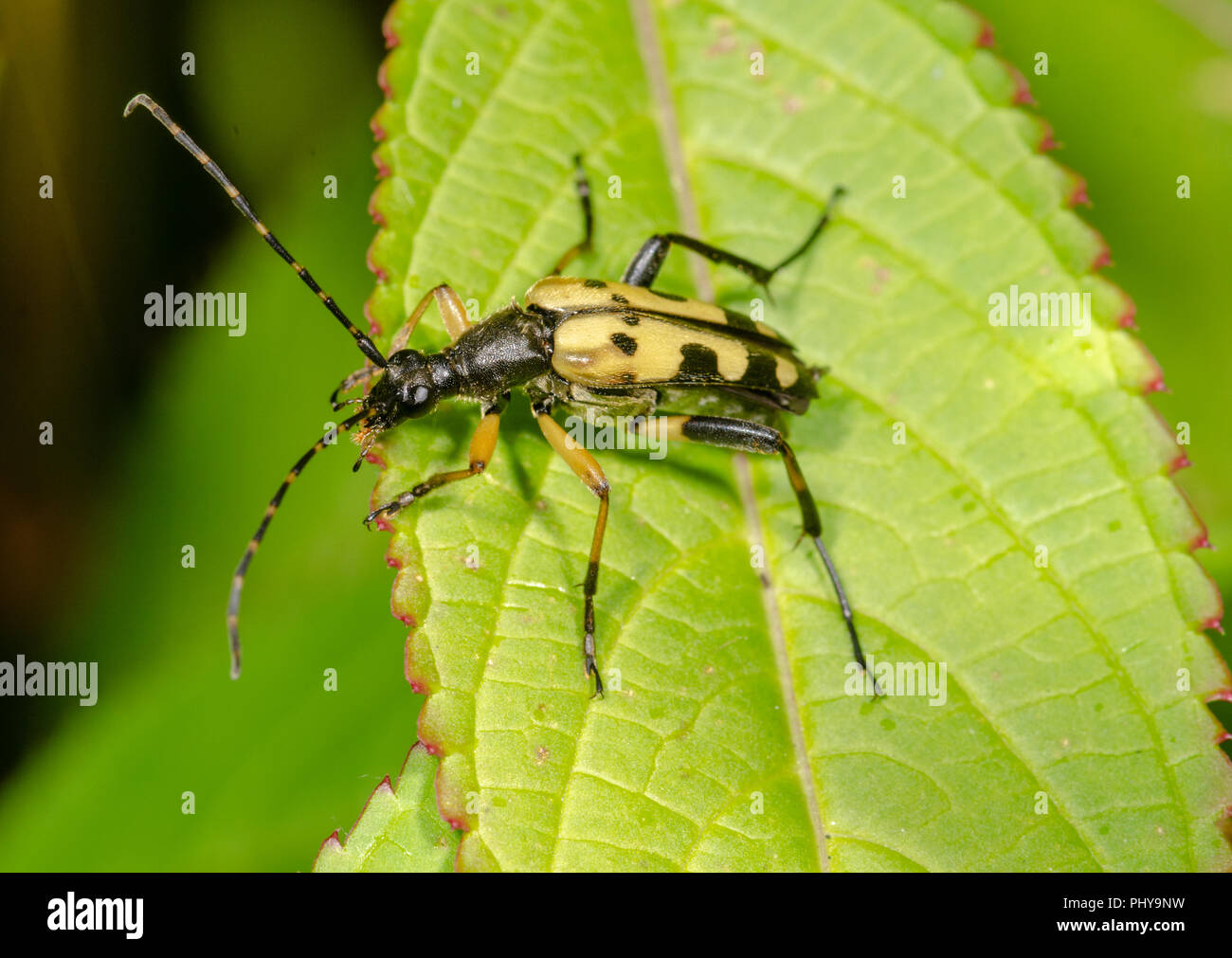 Longhorn beetle -Rutpela maculata Stock Photo