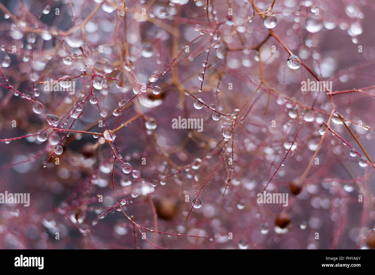 Raindrops on a Cotinus Smoke Bush in the UK Stock Photo