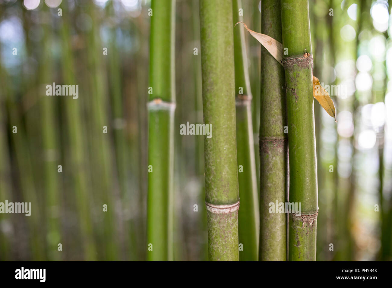 Bamboo garden. Bamboo forest natural green background. Selective focus Stock Photo