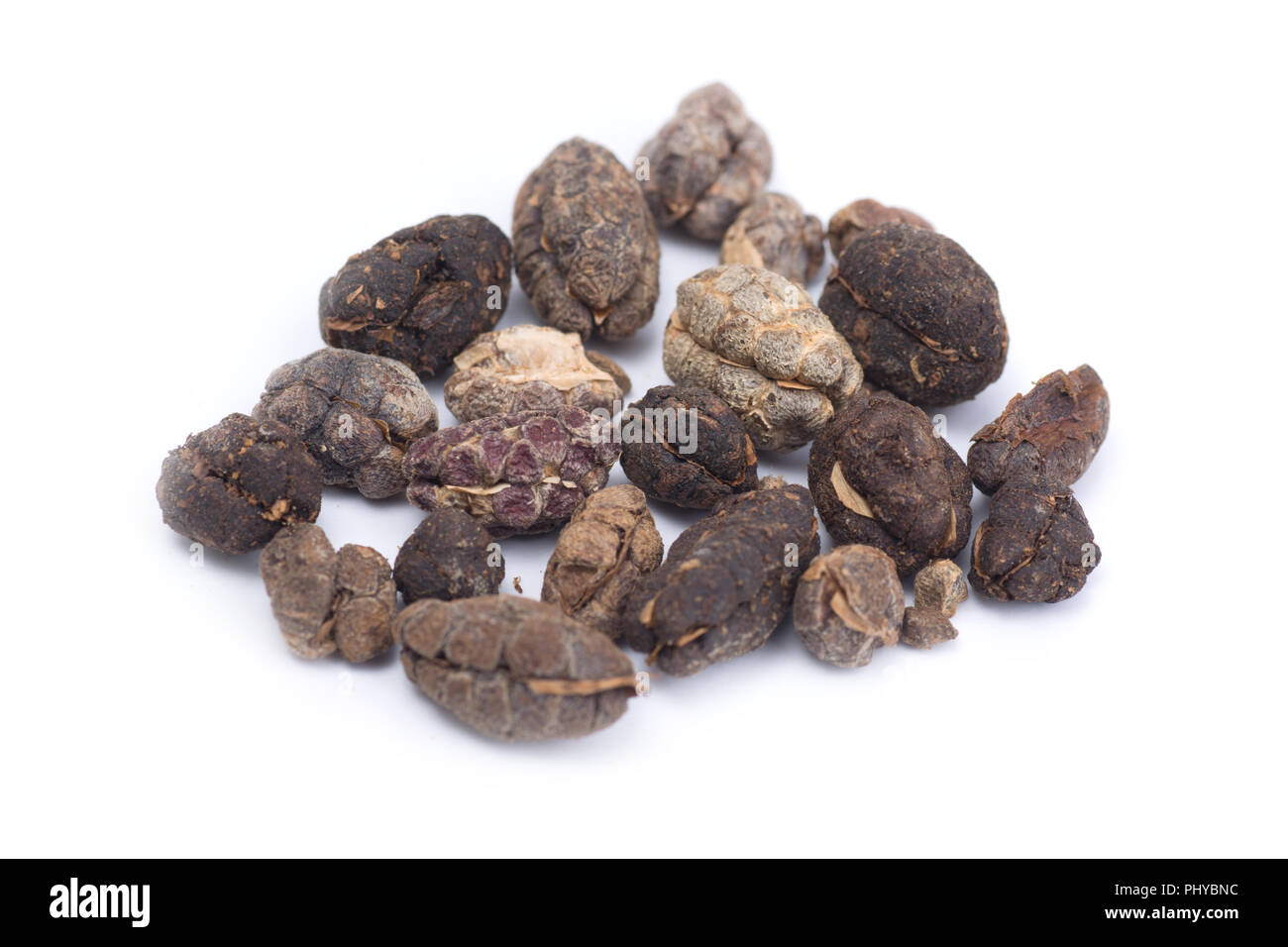 Thai herb name Amomum  villosum Wall.or Bustard cardamom isolated on white background. Thai herb medicine concept. Stock Photo