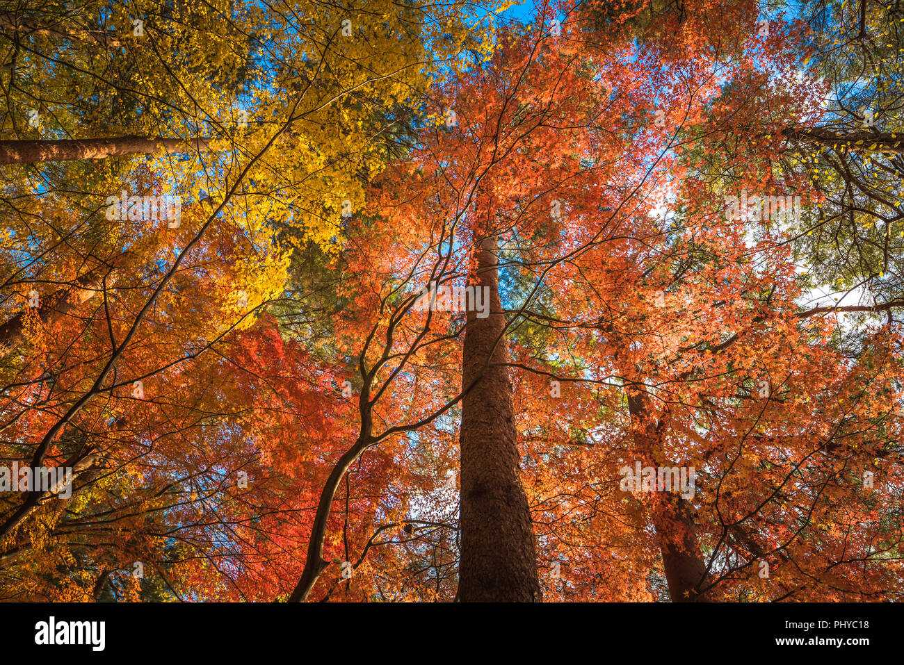 multi color trees in the autumn forest Stock Photo