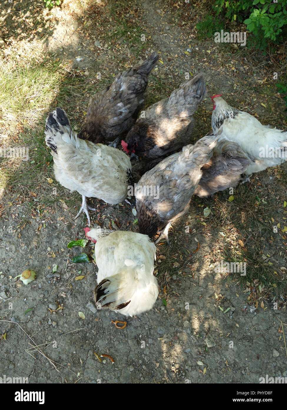 France farm house chickens hires stock photography and images Alamy