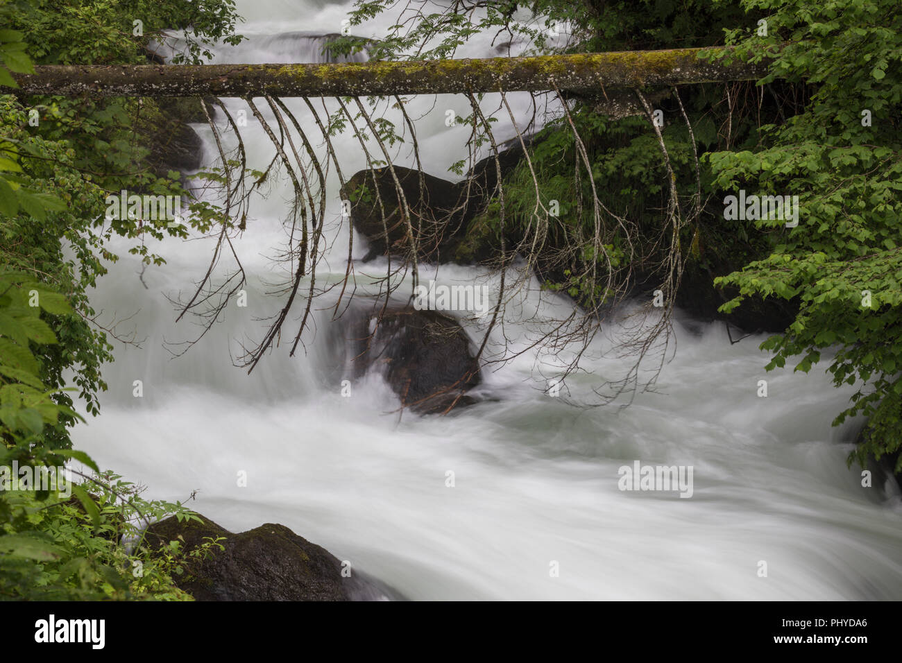 Tree log over a river, Gorge in Austria, Talbachklamm, Schladming, Untertal, Austria Stock Photo