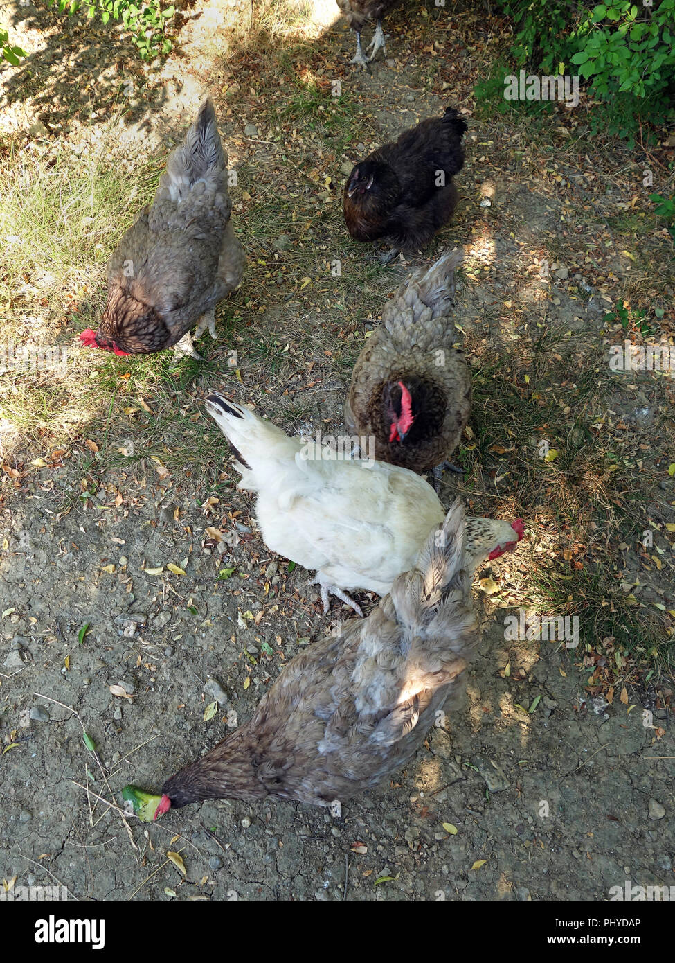 France farm house chickens hires stock photography and images Alamy