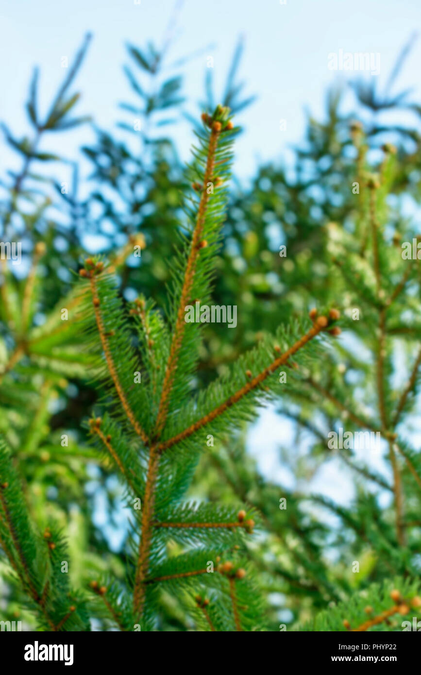 Defocus natural background of cedar branches on the sky background. Perennial tree nature green saturation Stock Photo