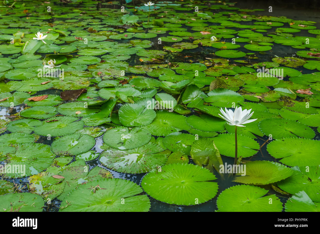 Beautiful white water lily flowers in the pond Stock Photo Alamy