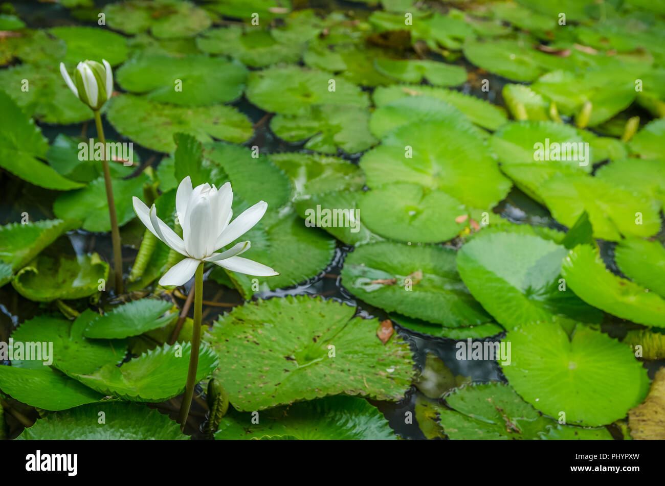 White water lily flora hi-res stock photography and images - Alamy