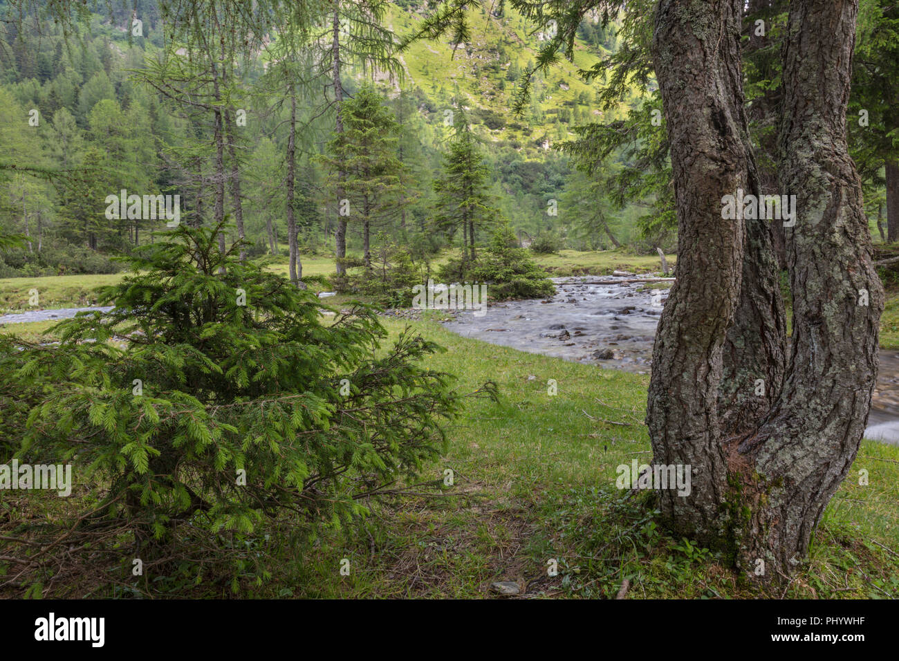 Little Creek in the Mountains, Duisitzkarsee, Obertal, Schladming, Styria, Austria Stock Photo