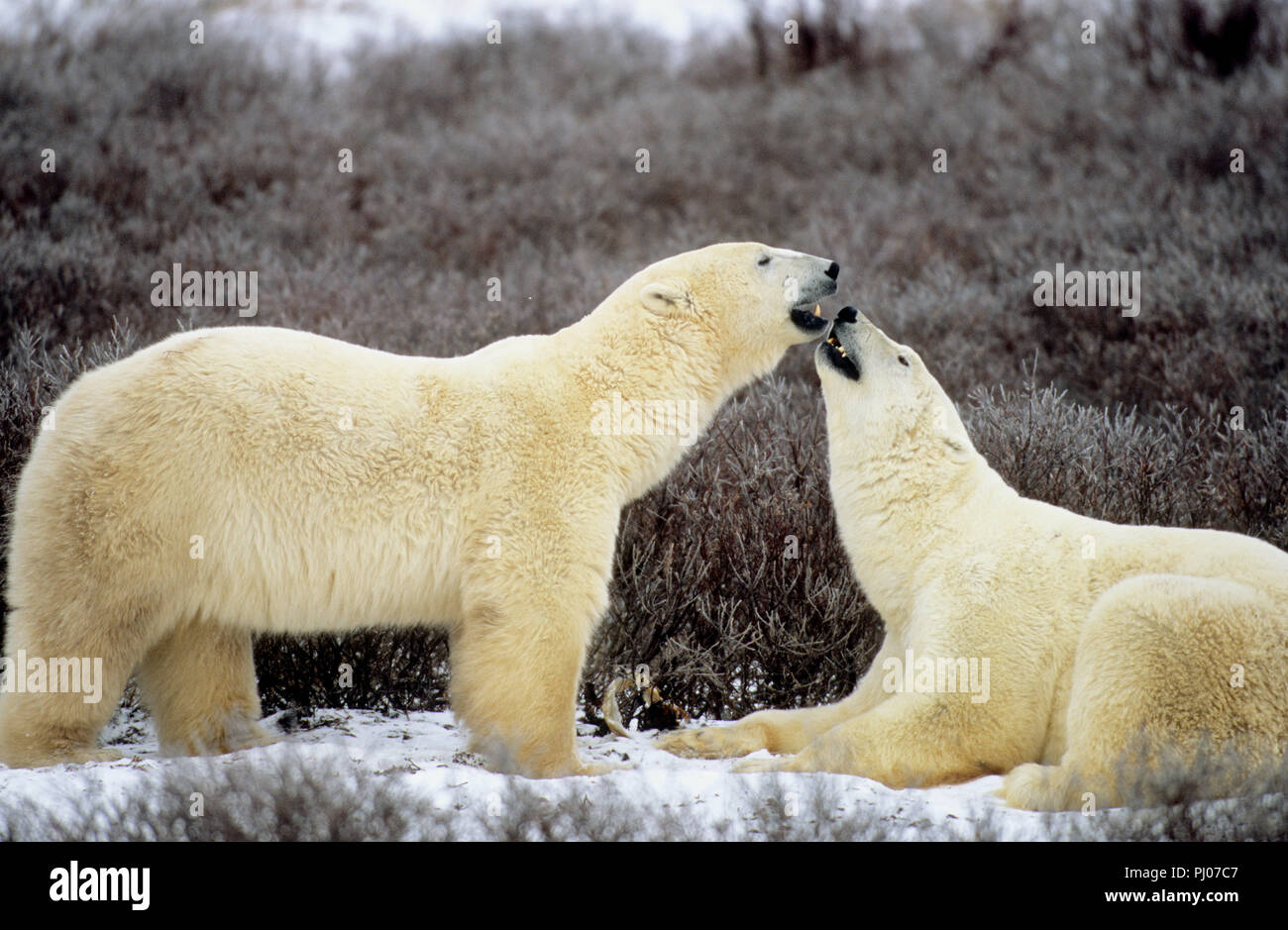 Polar bears playfighting near Churchill, Manitoba, Canada Stock Photo