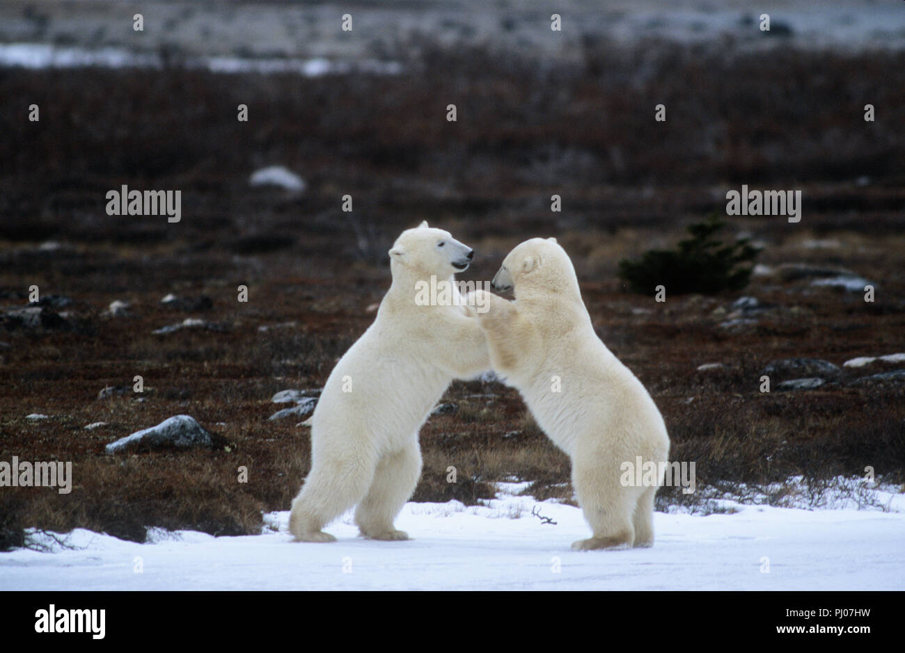 Polar bears playfighting near Churchill, Manitoba, Canada Stock Photo