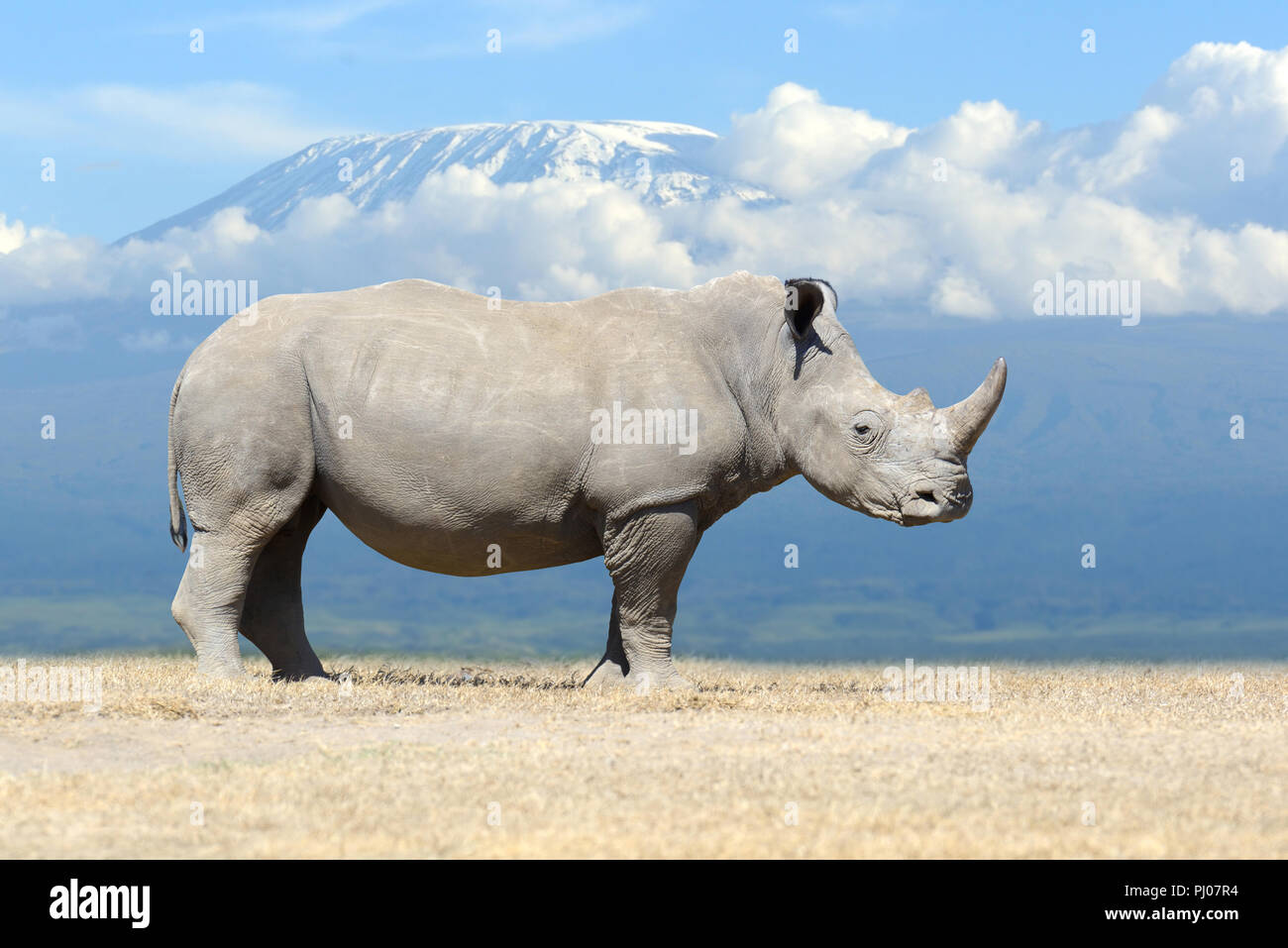 African white rhino, National park of Kenya Stock Photo