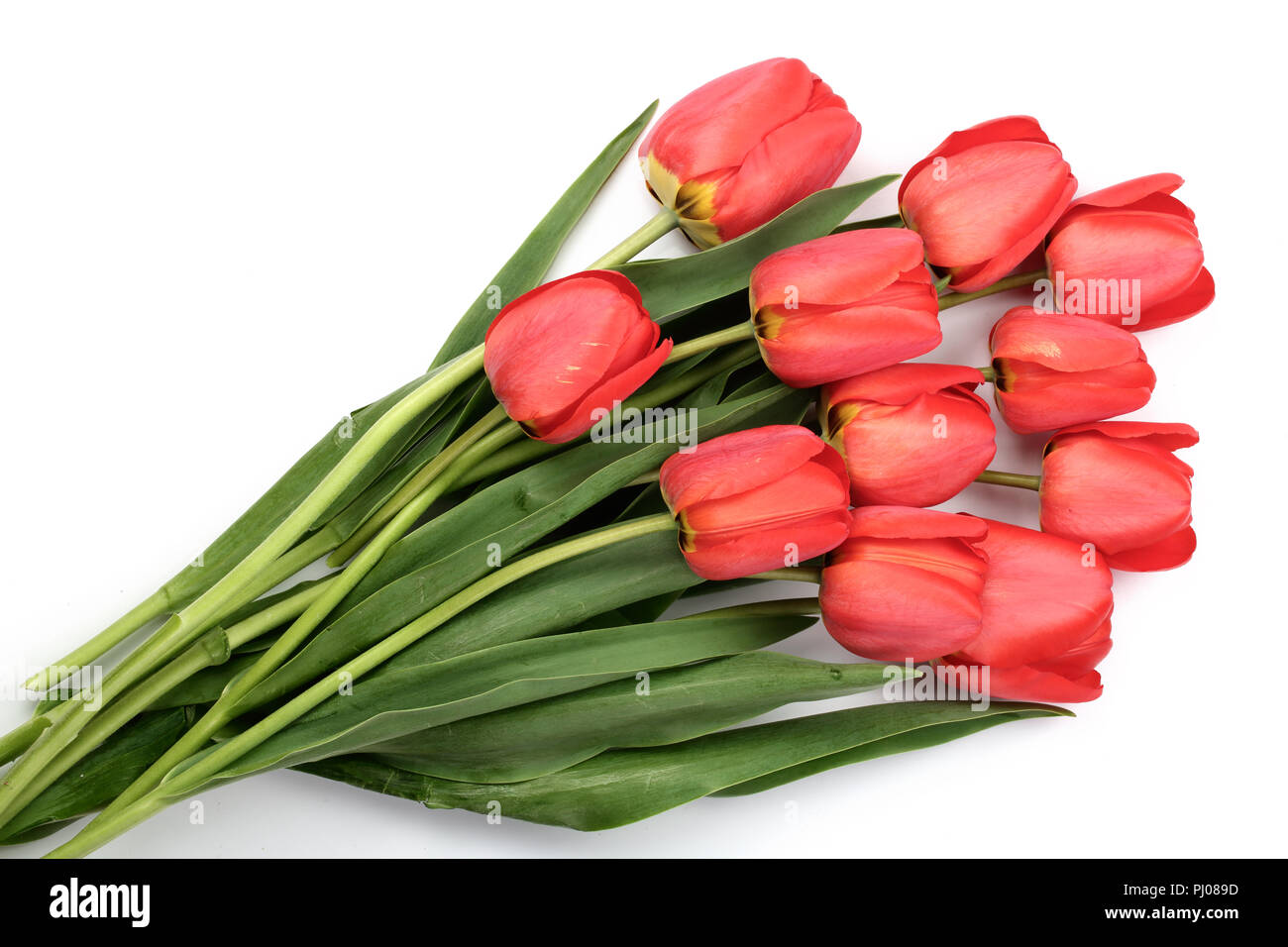 red tulips isolated on white background. Top view. Flat lay pattern. Stock Photo