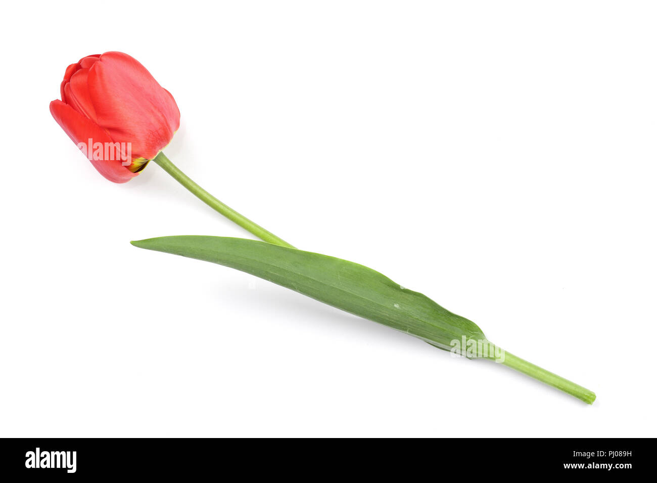 red tulips isolated on white background. Top view. Flat lay pattern. Stock Photo