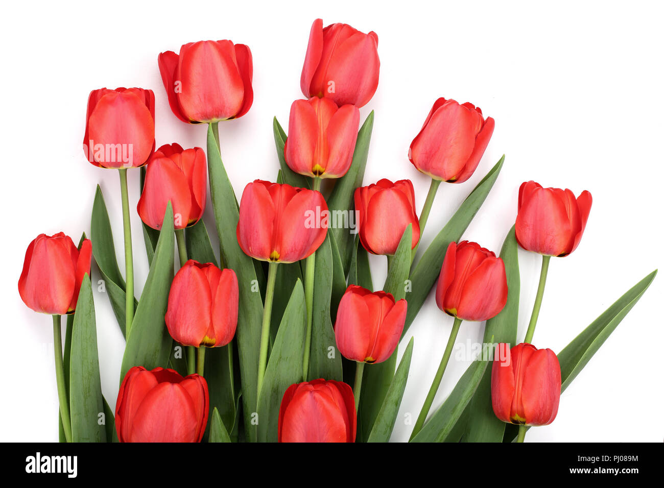 red tulips isolated on white background. Top view. Flat lay pattern. Stock Photo