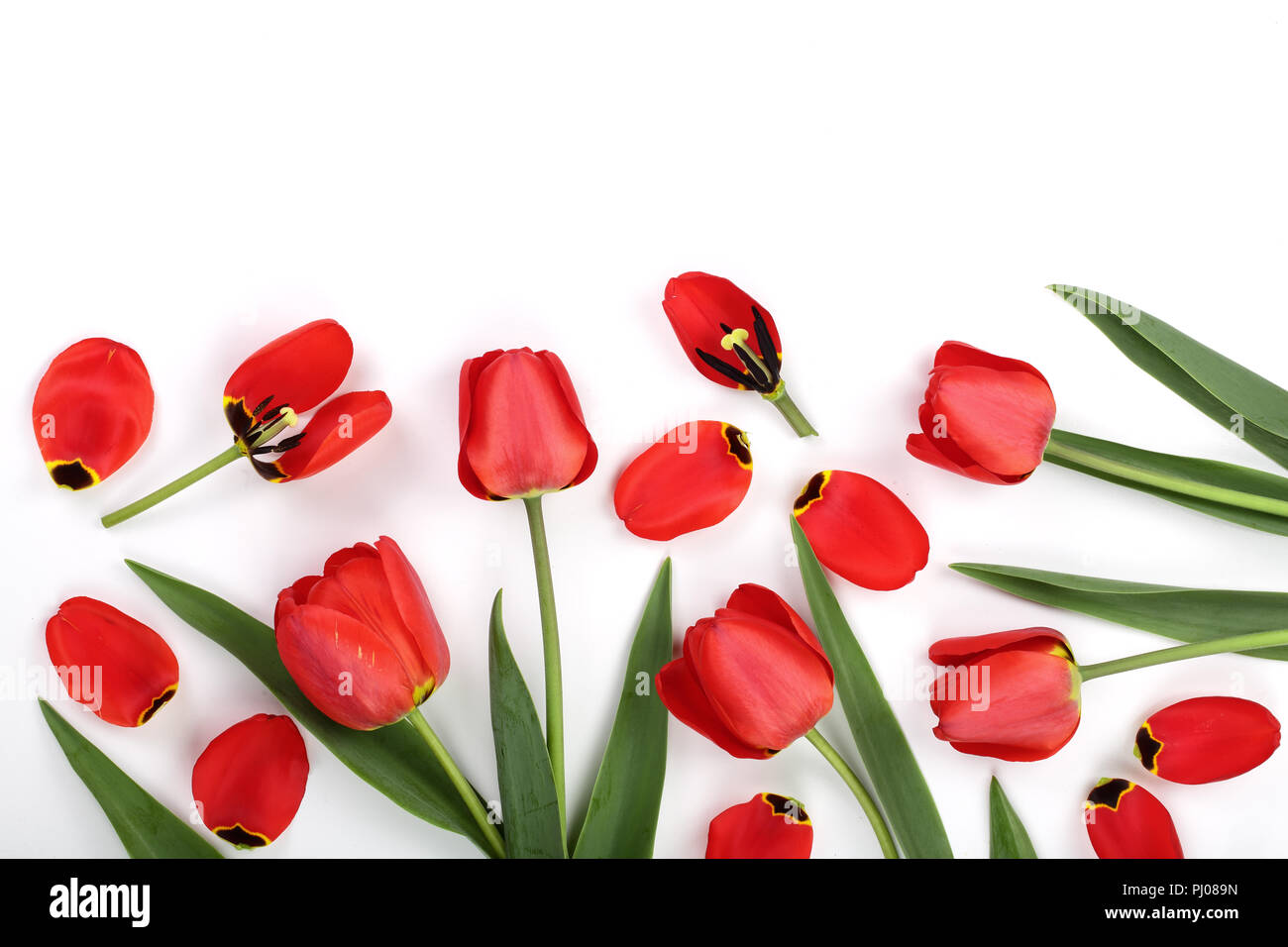 Beautiful red tulips on white background with copy space for text. Top ...