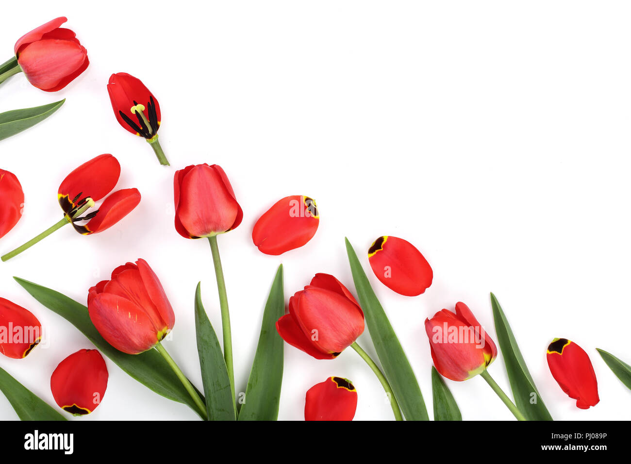 Beautiful red tulips on white background with copy space for text. Top ...