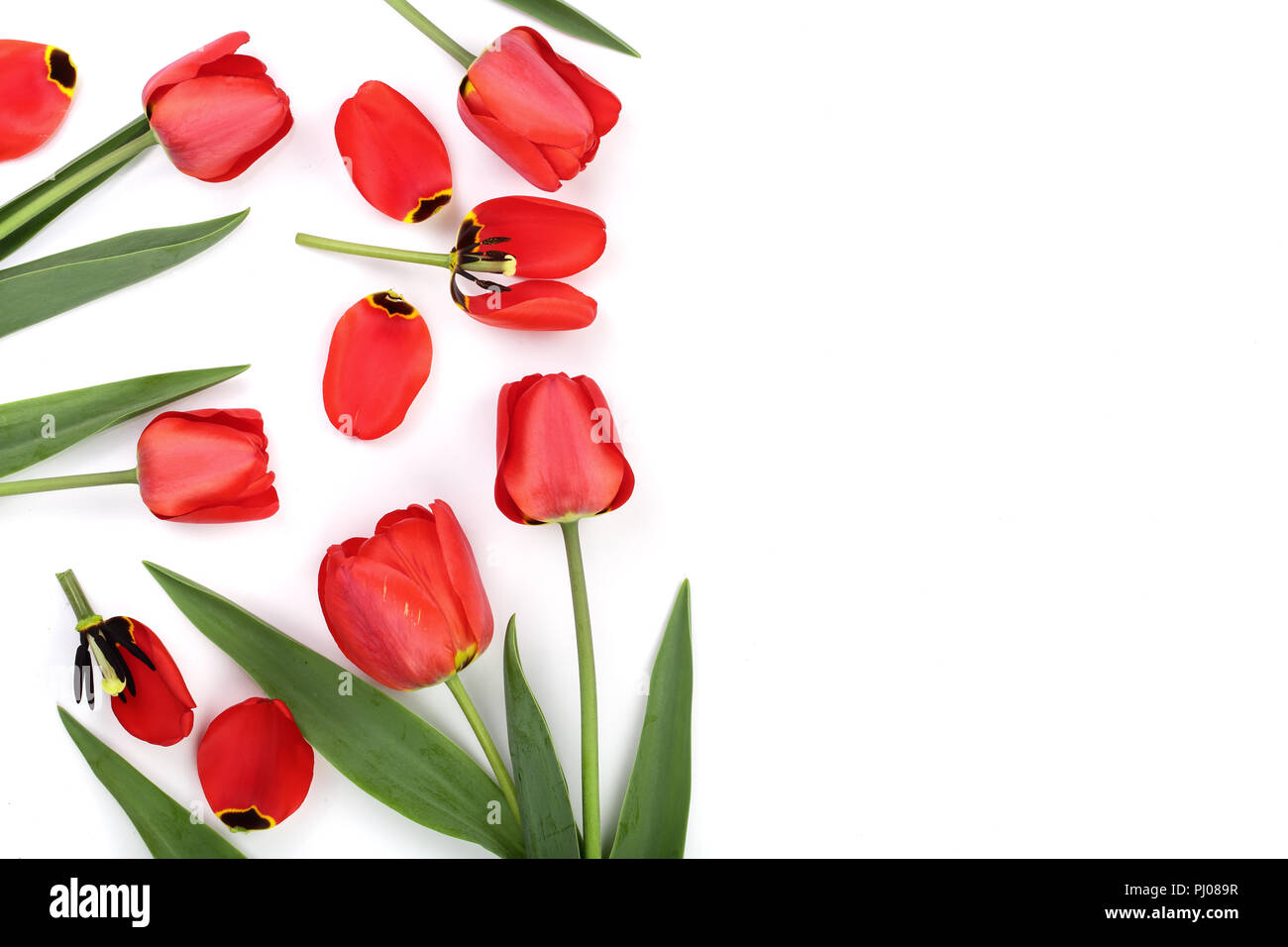 Beautiful red tulips on white background with copy space for text. Top ...