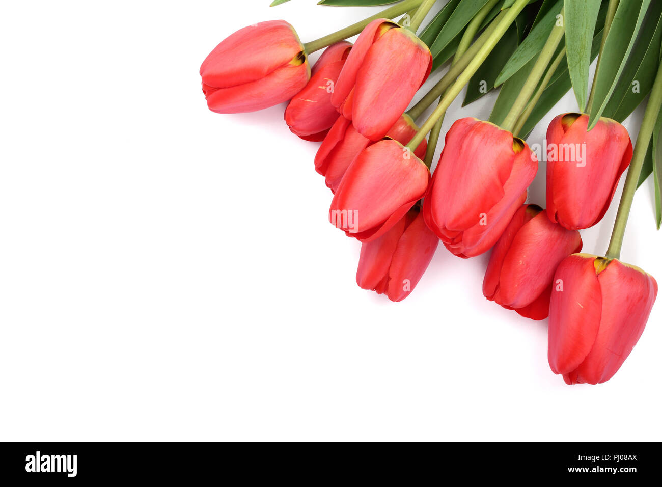 Beautiful red tulips on white background with copy space for text. Top ...