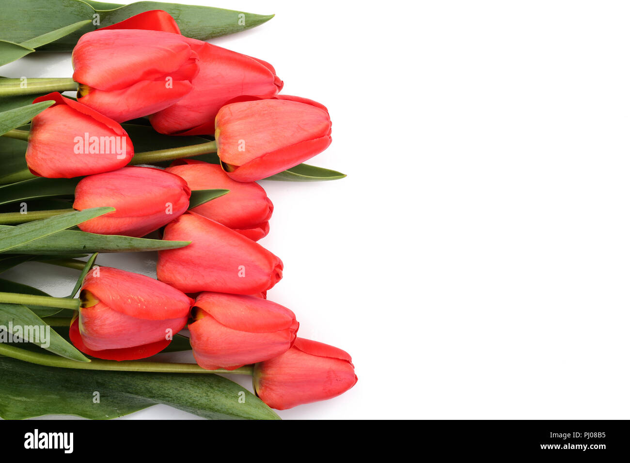 Beautiful red tulips on white background with copy space for text. Top ...