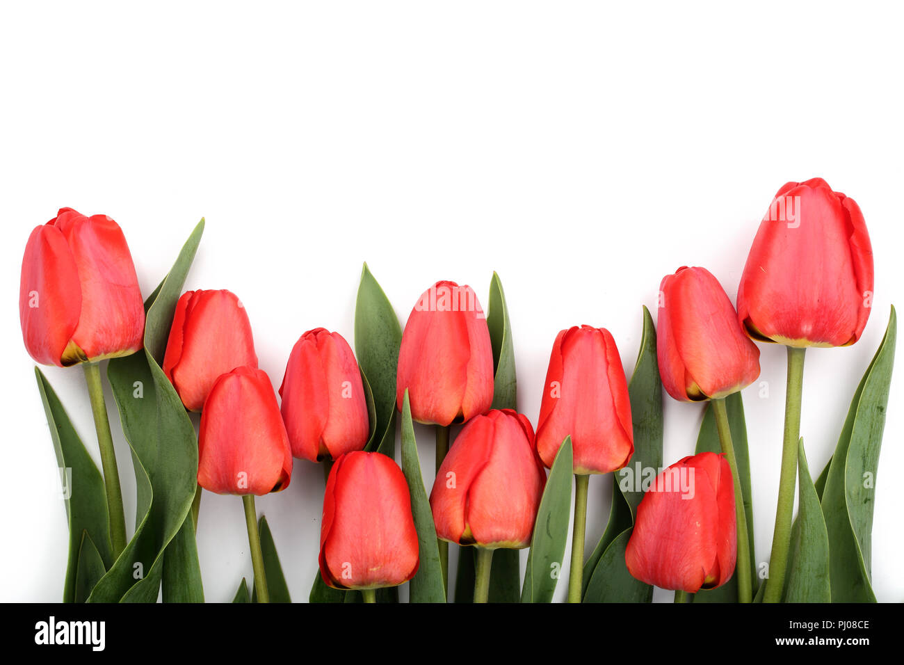 Beautiful red tulips on white background with copy space for text. Top ...