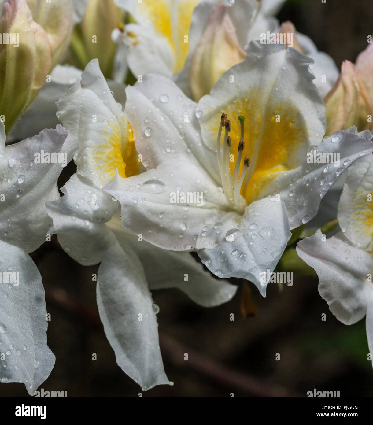 Close-up of the flowers of the (Azalea x Mollis cv. Persil White). Stock Photo