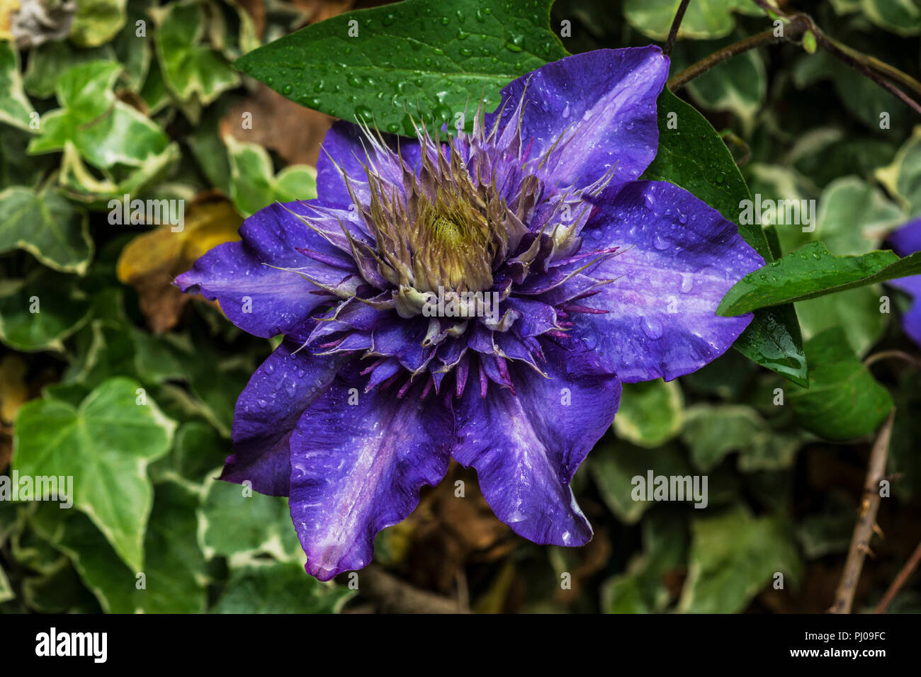 The Clematis hybrid cv. Multiblue is a typical double flowered deciduous woody clematis. Stock Photo