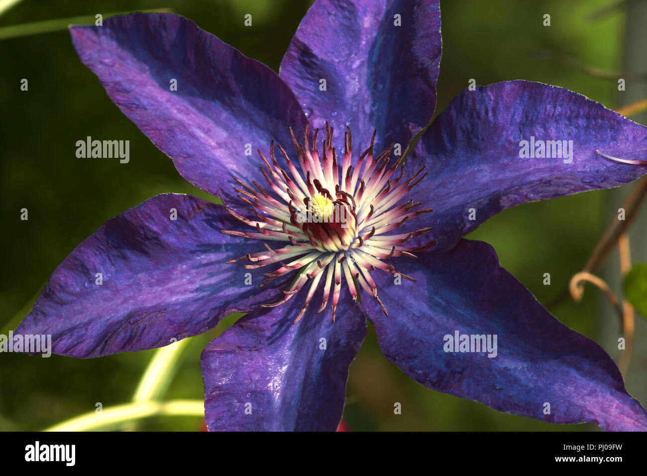 Flower of the deciduous Clematis hybrid cv. Perle d'Azur. A typical  single type large flowered clematis. Stock Photo