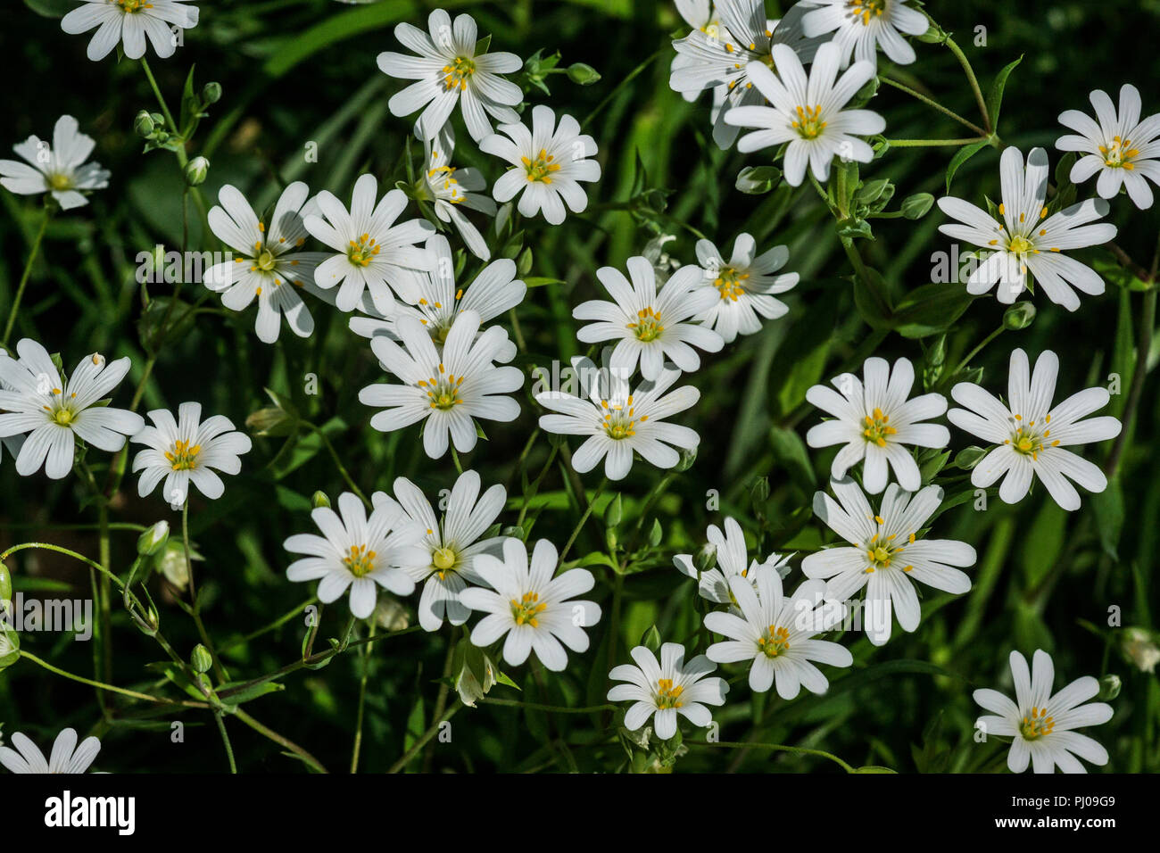 The small white flowers of the wild Field Mouse-ear (Carastium arvense)  plant. Stock Photo