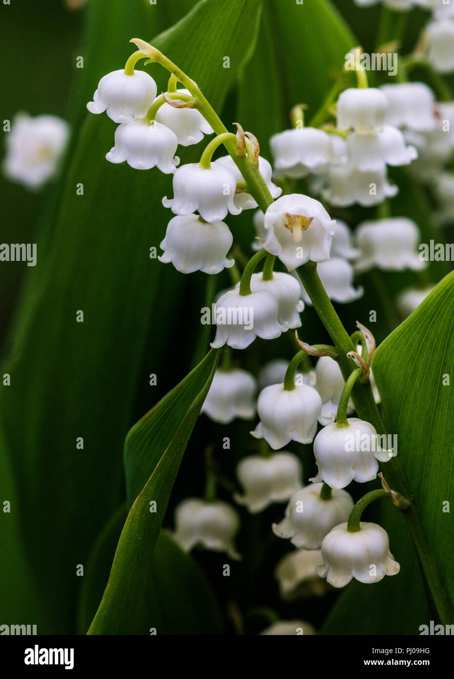 The flowers of the Lily of the Valley (Convallaria majalis) will brighten up the garden in early spring. Stock Photo